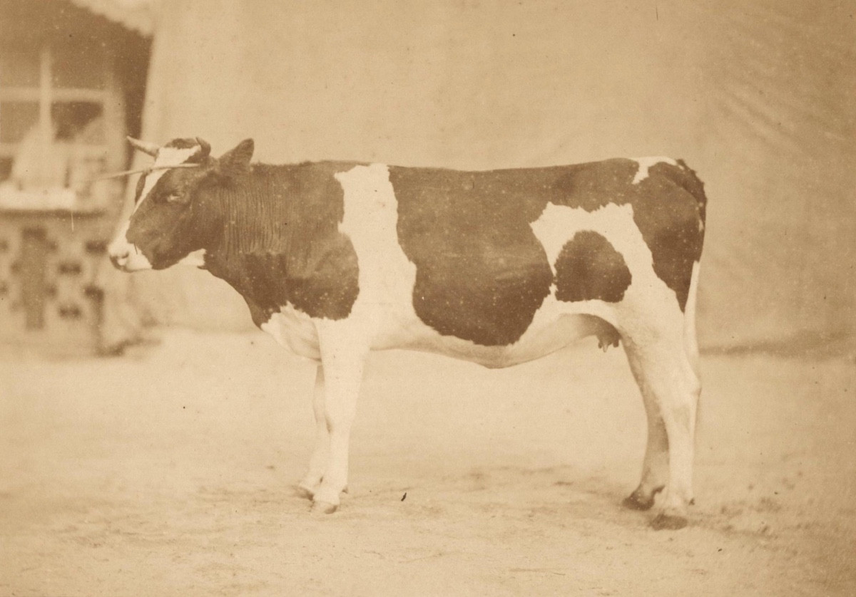 Etude artistique d'un bovin, Tirage albuminé d'époque  c. 1870 photographie