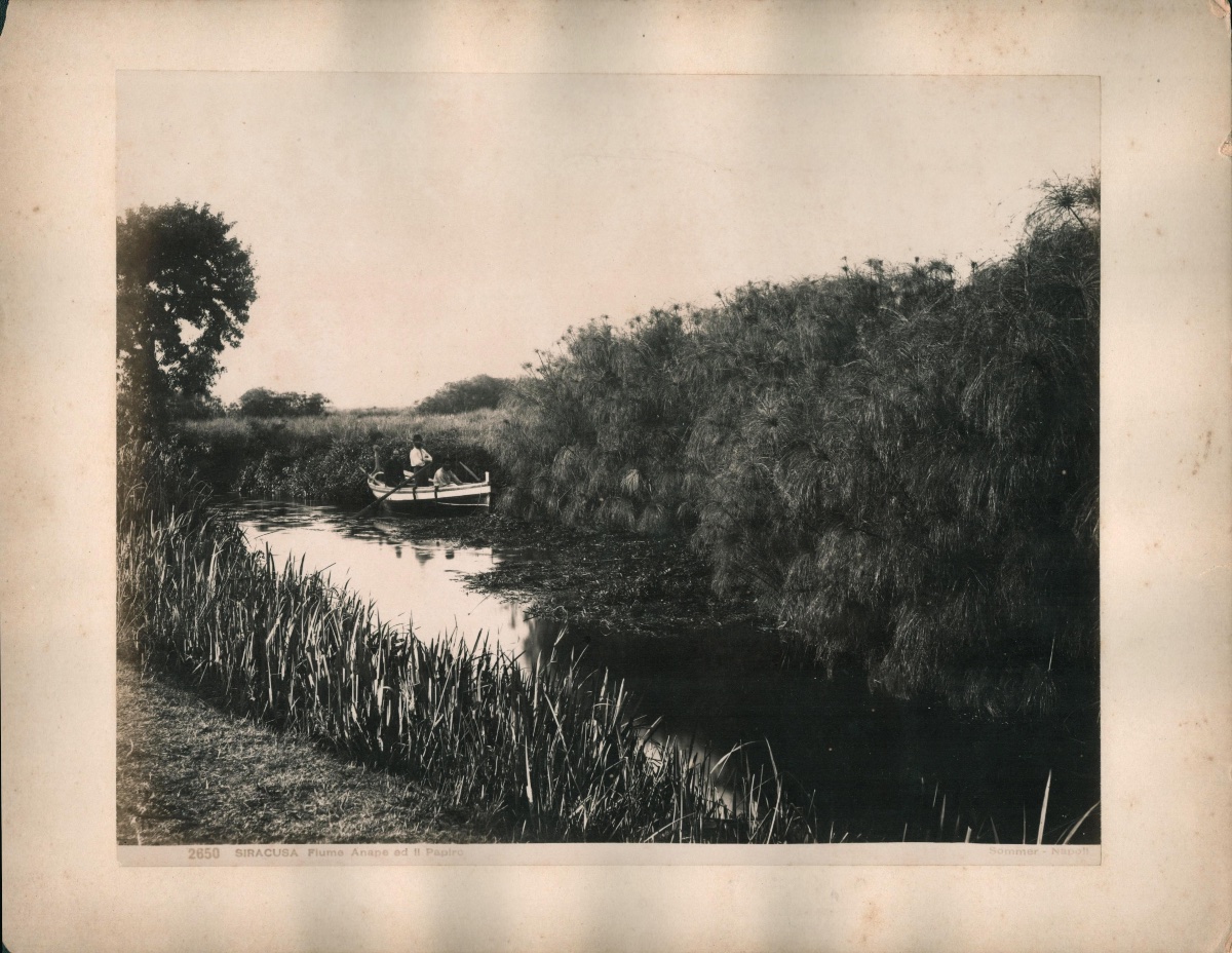 Giorgio SOMMER (1834-1914), Le fleuve Anapo et le papyrus, Syracuse circa 1880 photographie-photo-2