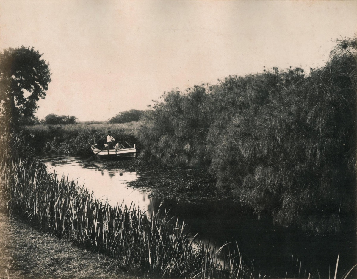 Giorgio SOMMER (1834-1914), Le fleuve Anapo et le papyrus, Syracuse circa 1880 photographie