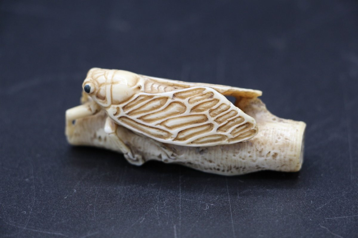 Netsuké en ivoire sculpté – Japon, XIXe siècle cigale, signé-photo-3