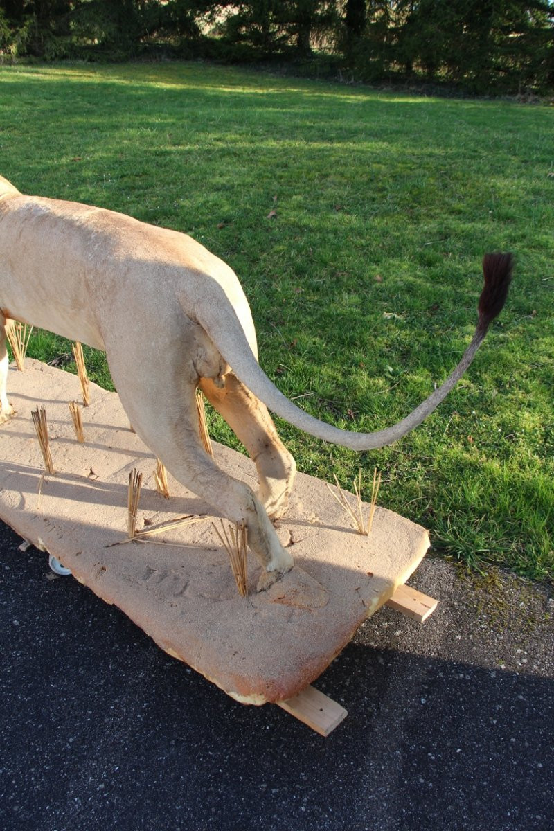 Life-size Taxidermied Lion -photo-3