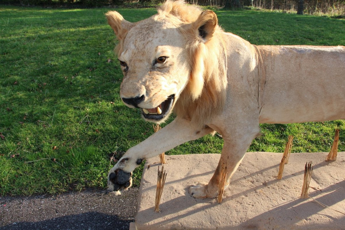 Life-size Taxidermied Lion -photo-4