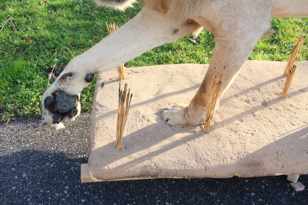 Life-size Taxidermied Lion -photo-1