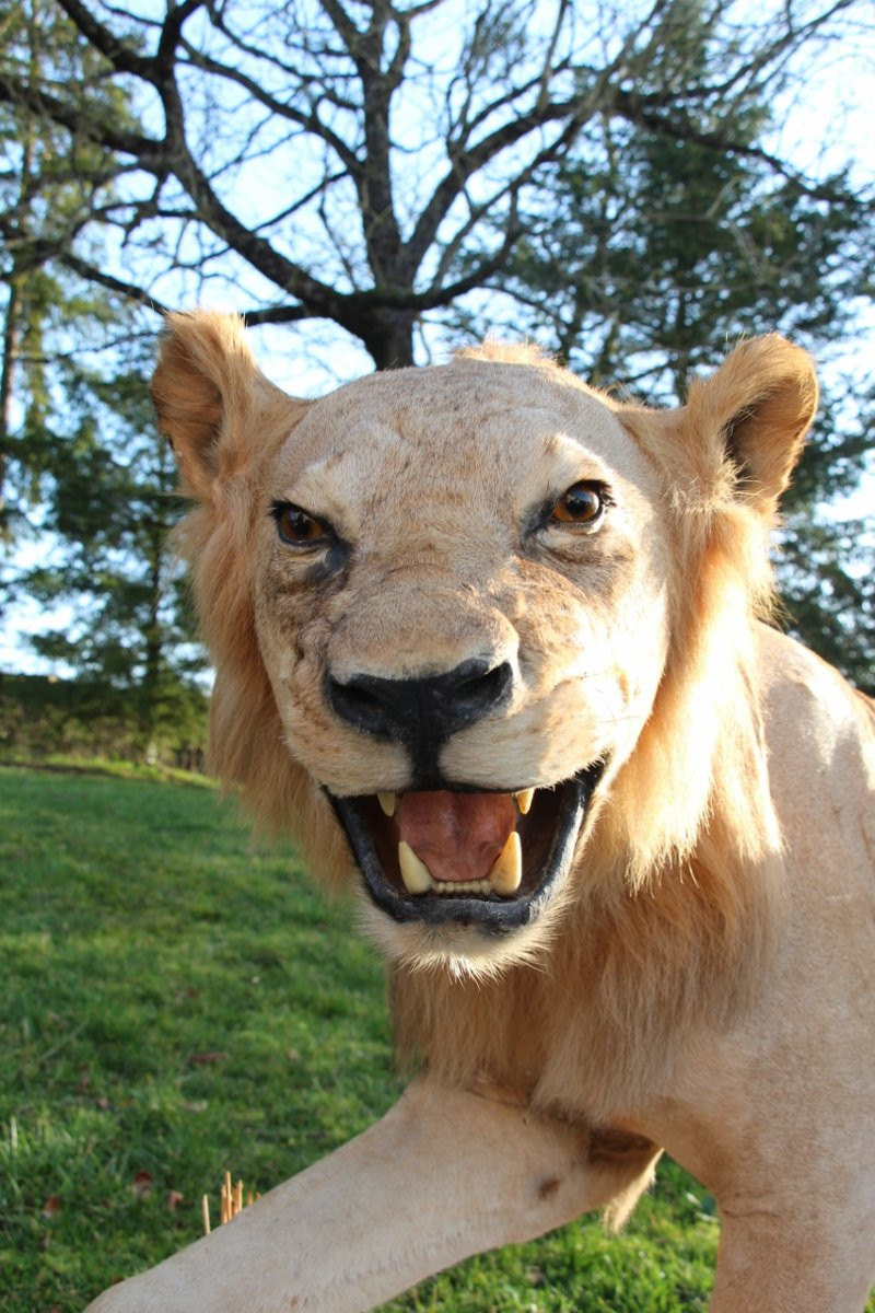 Life-size Taxidermied Lion -photo-2