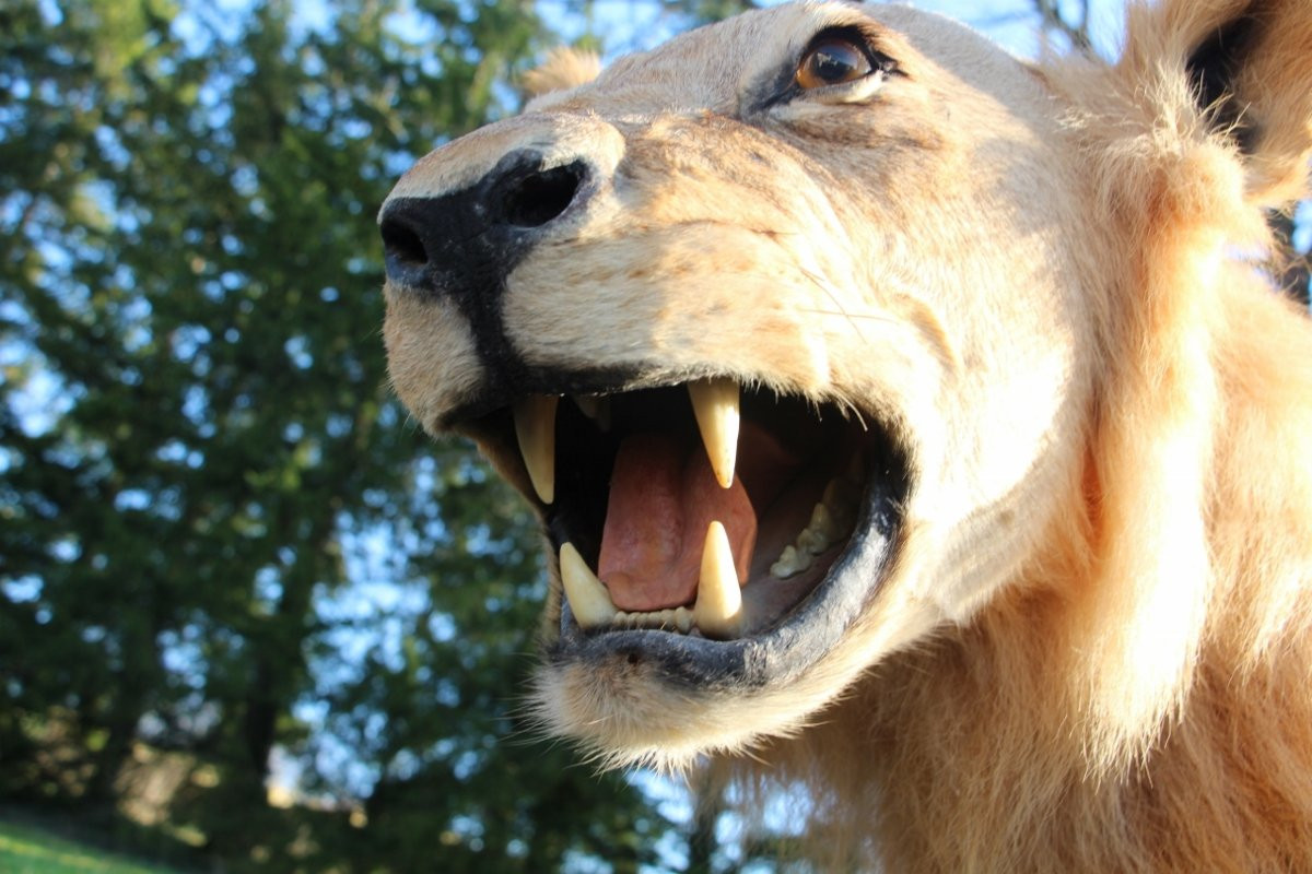 Life-size Taxidermied Lion -photo-3