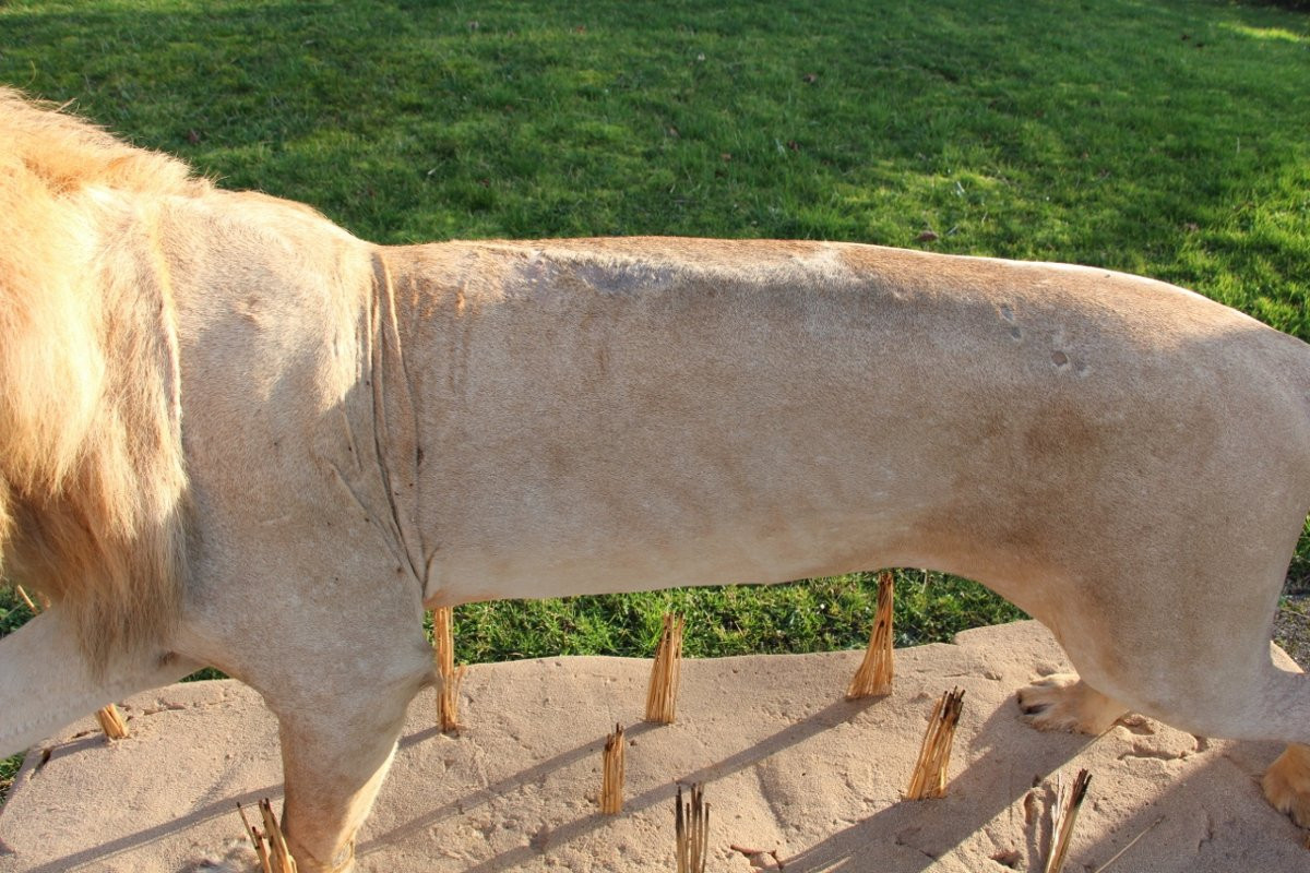 Life-size Taxidermied Lion -photo-4