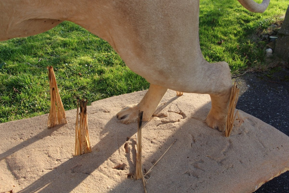Life-size Taxidermied Lion -photo-5