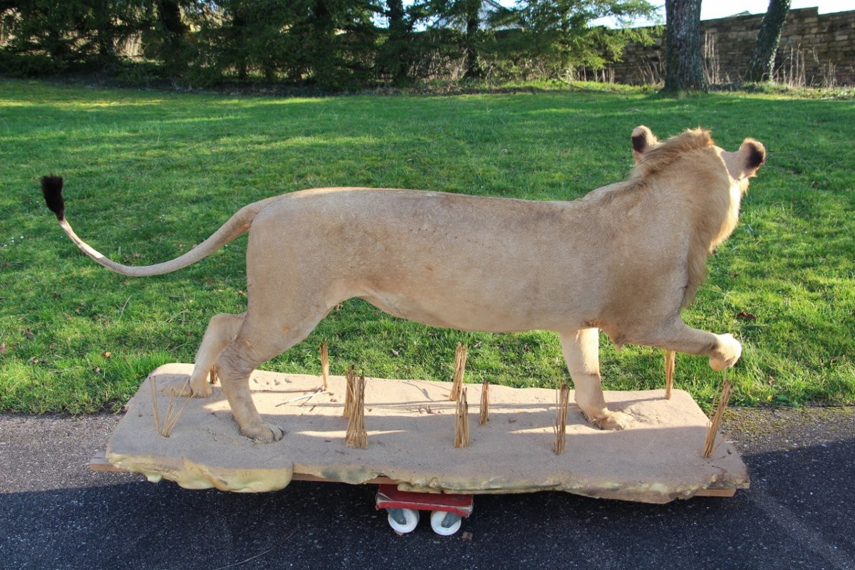 Life-size Taxidermied Lion -photo-6