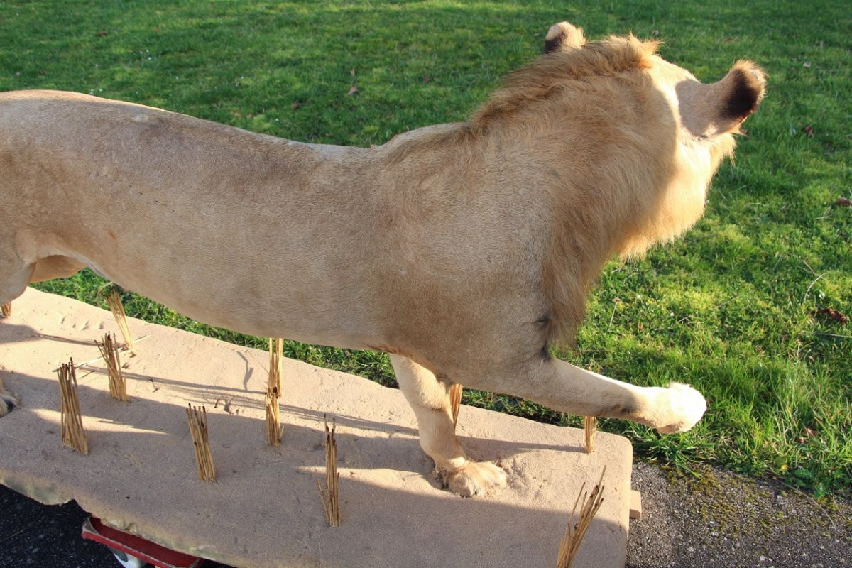 Life-size Taxidermied Lion -photo-7