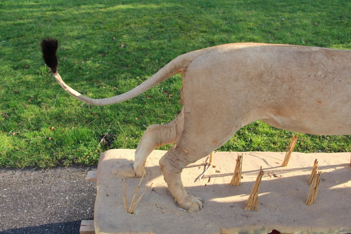 Life-size Taxidermied Lion -photo-8