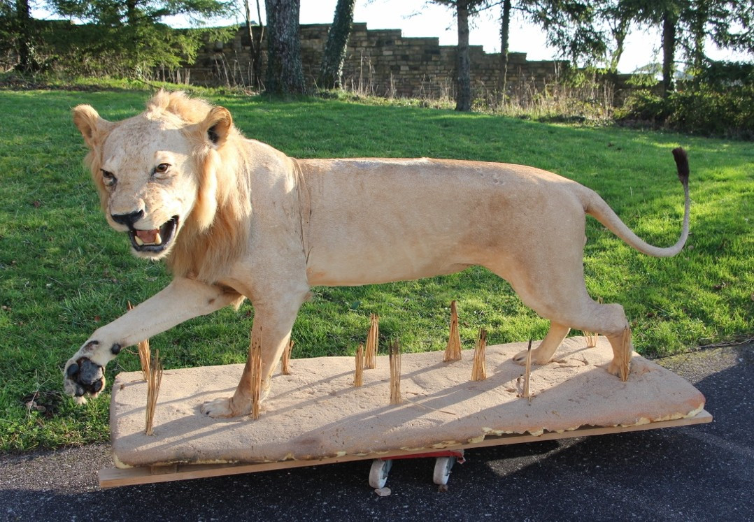 Life-size Taxidermied Lion 