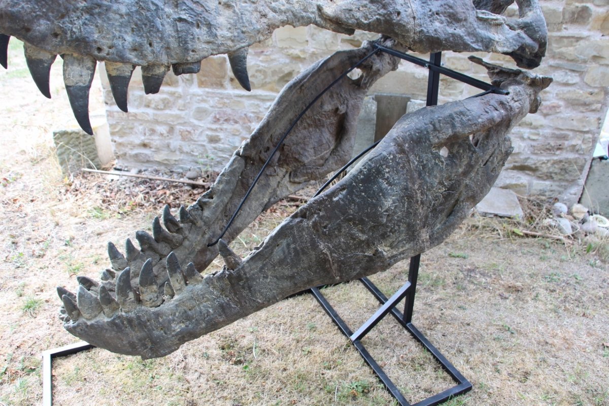 fossile de tête de tyrannosaure pour musée -photo-3