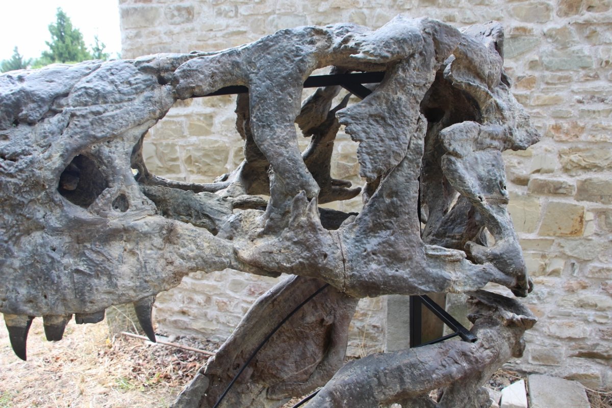 fossile de tête de tyrannosaure pour musée -photo-4
