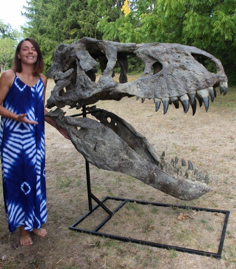 fossile de tête de tyrannosaure pour musée -photo-2