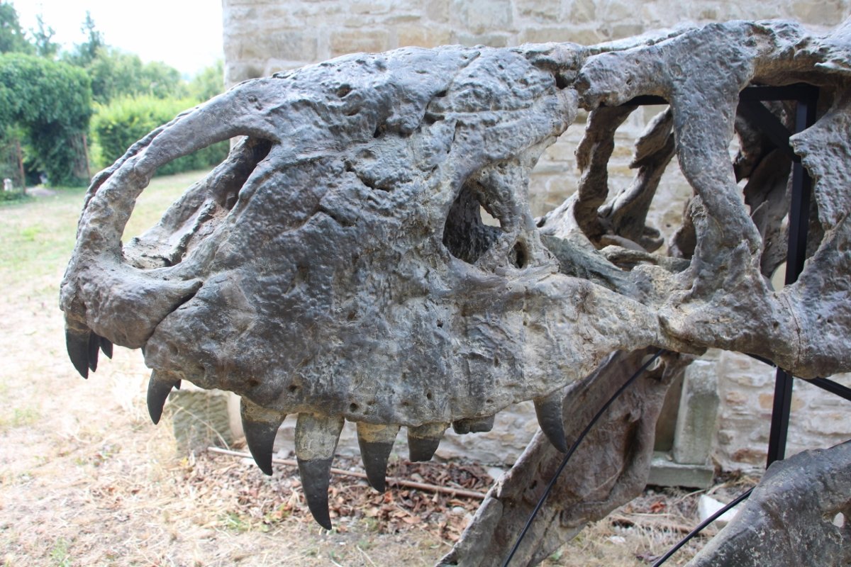 fossile de tête de tyrannosaure pour musée -photo-1
