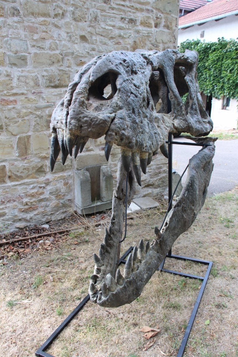 fossile de tête de tyrannosaure pour musée -photo-2