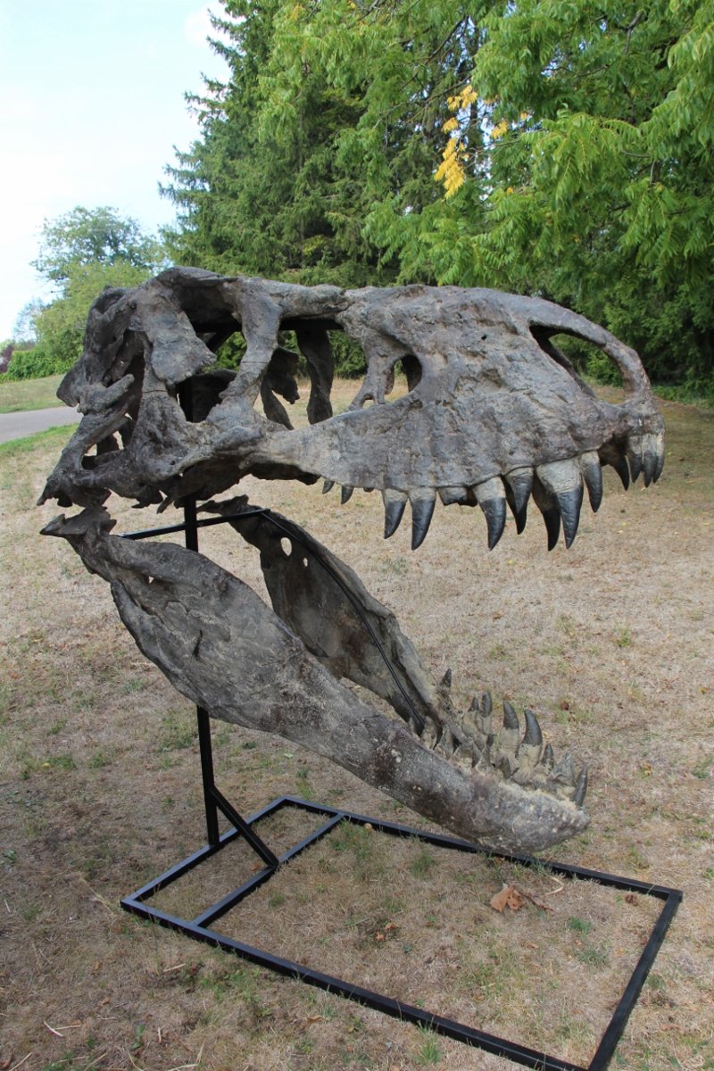 fossile de tête de tyrannosaure pour musée -photo-3