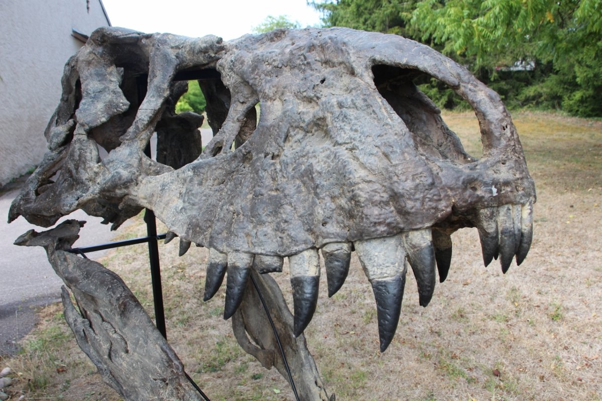 fossile de tête de tyrannosaure pour musée -photo-4