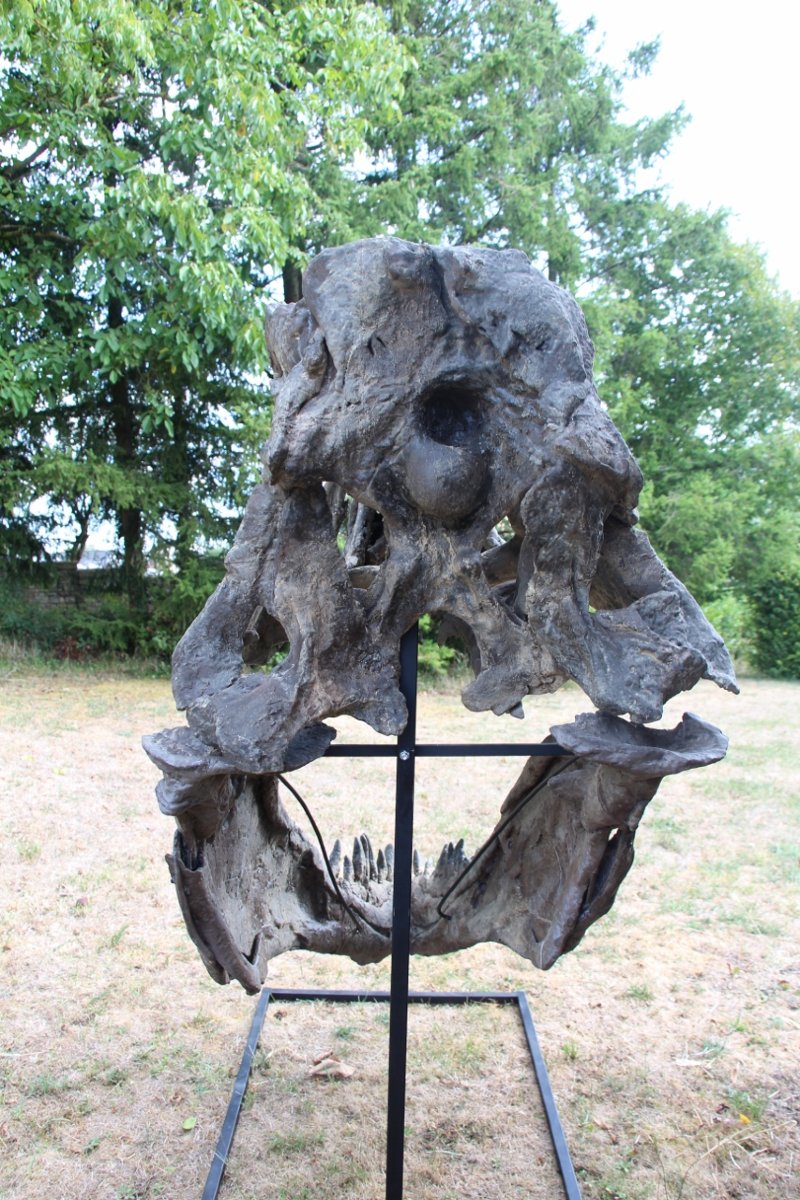 fossile de tête de tyrannosaure pour musée -photo-5