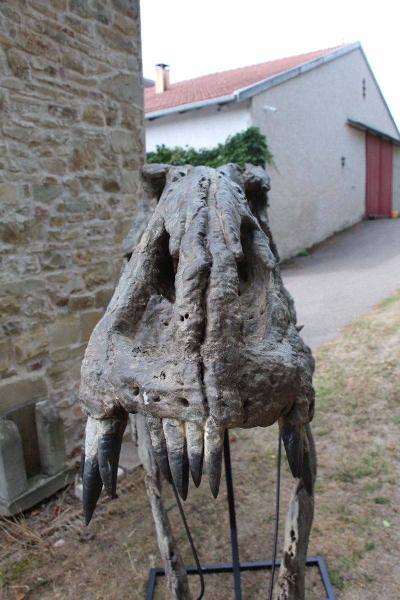 fossile de tête de tyrannosaure pour musée -photo-6