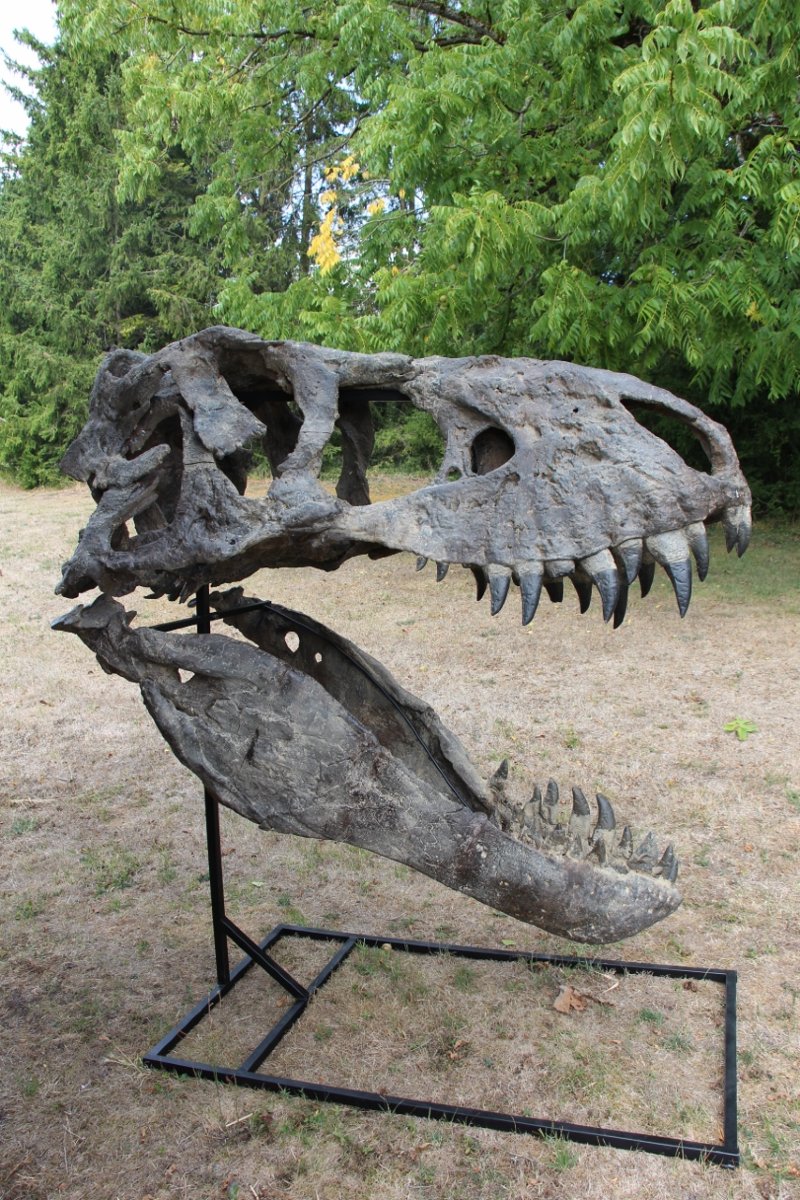 fossile de tête de tyrannosaure pour musée -photo-7