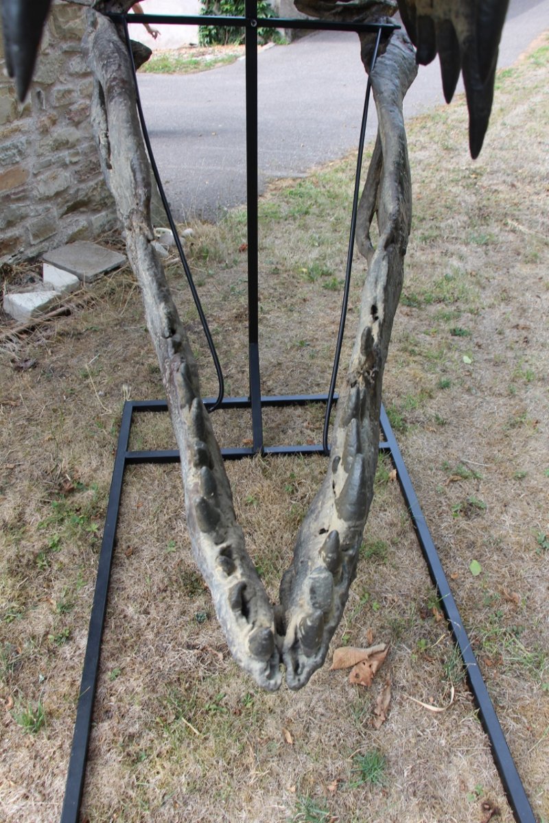 fossile de tête de tyrannosaure pour musée -photo-8