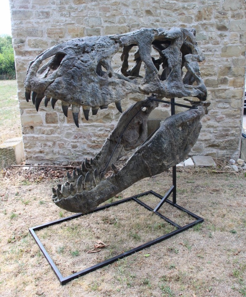 fossile de tête de tyrannosaure pour musée 