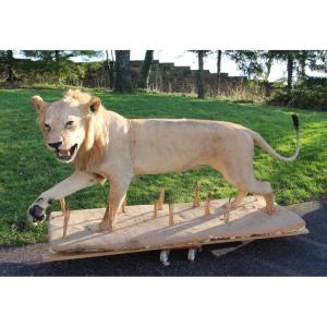 lion naturalisé grandeur nature taxidermie 