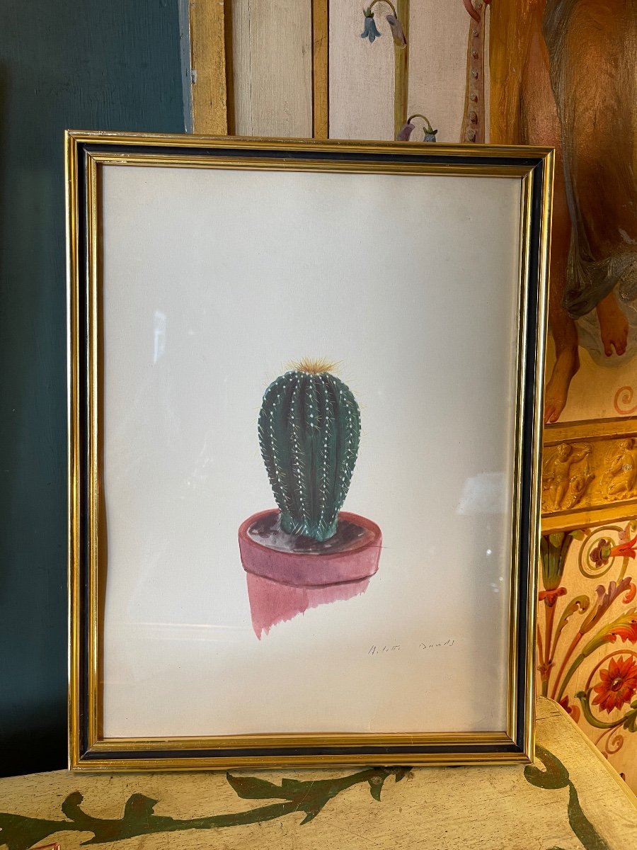 Cactus, Succulents, Sold Individually €110-photo-3
