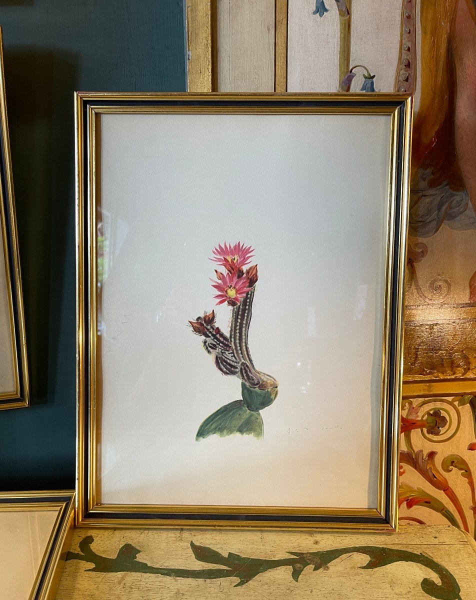 Cactus, Succulents, Sold Individually €110-photo-4
