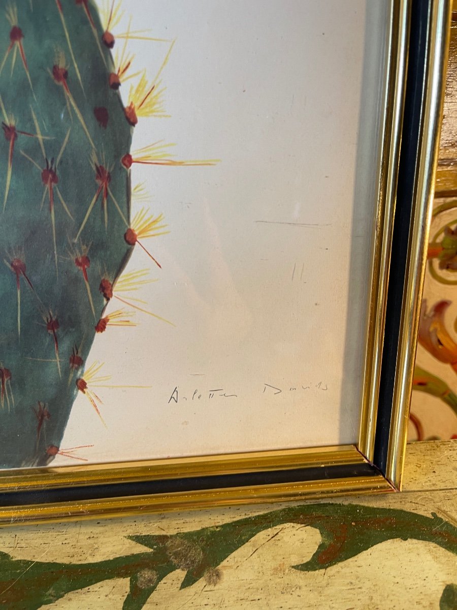 Cactus, Succulents, Sold Individually €110-photo-5