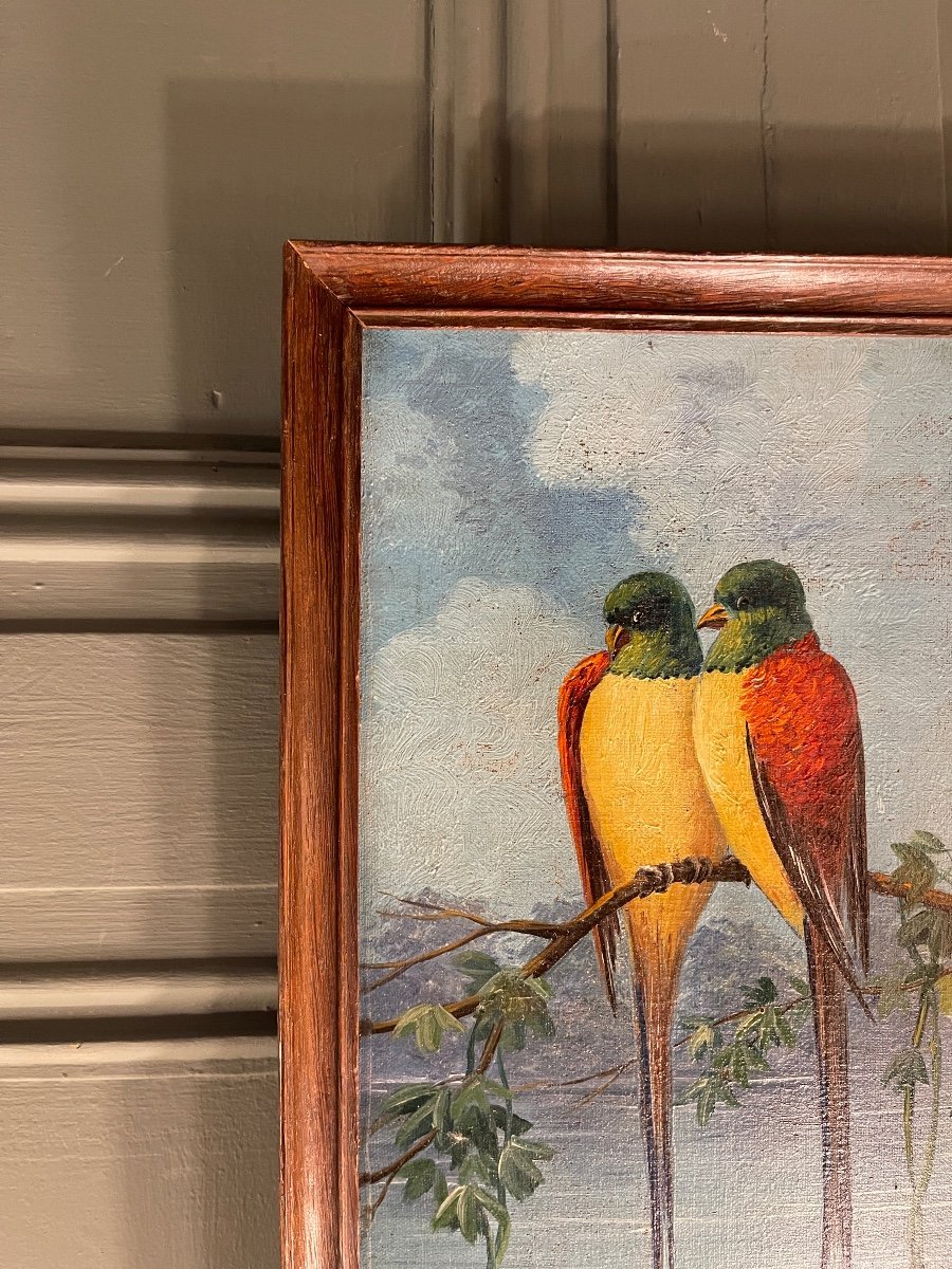 Pair Of Parakeets -photo-1