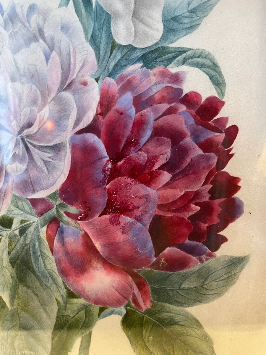Pivoines Sur Papier V&eacute;lin, Aquarelle XIX&egrave;me-photo-4