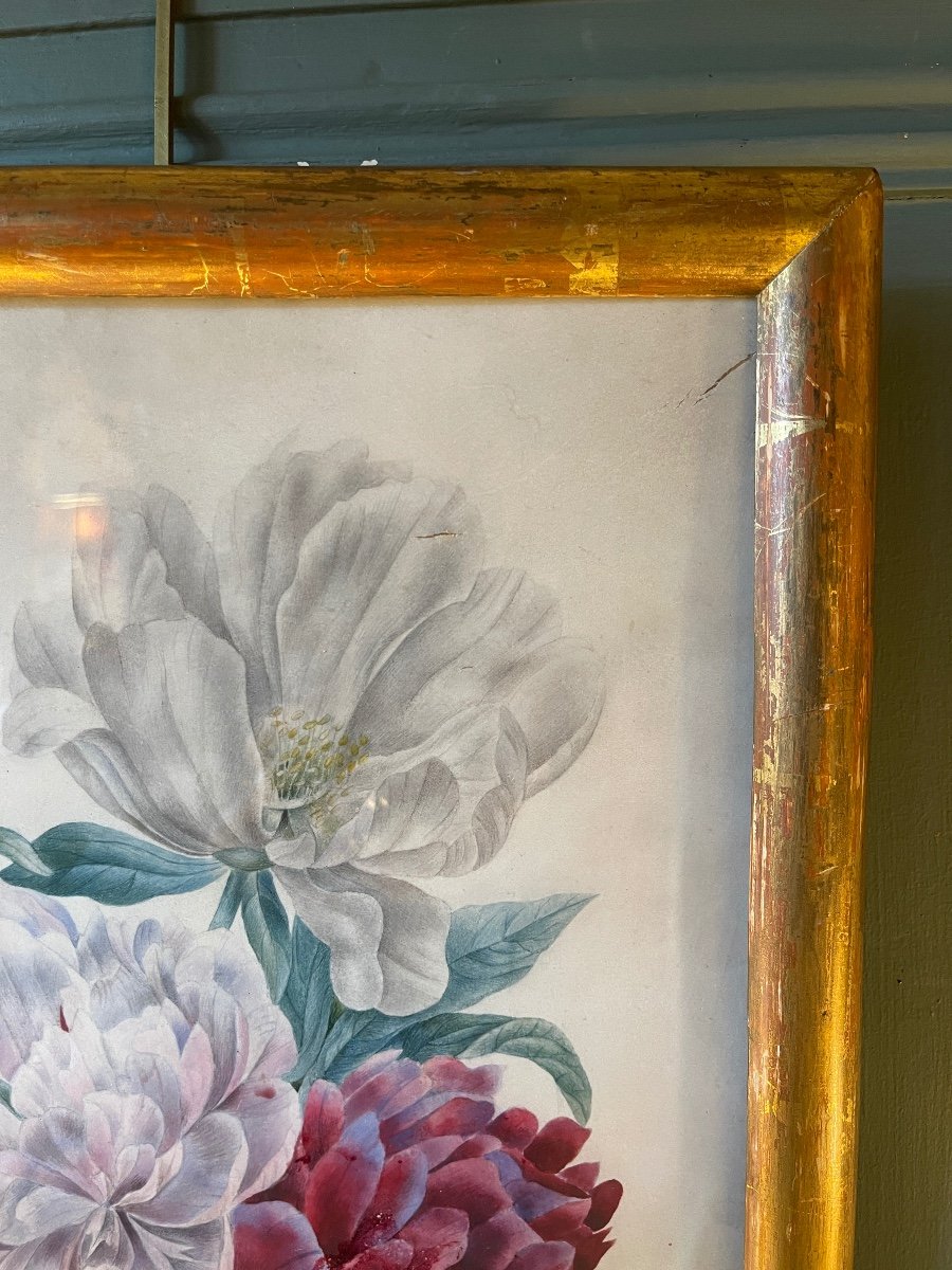 Pivoines Sur Papier V&eacute;lin, Aquarelle XIX&egrave;me-photo-2