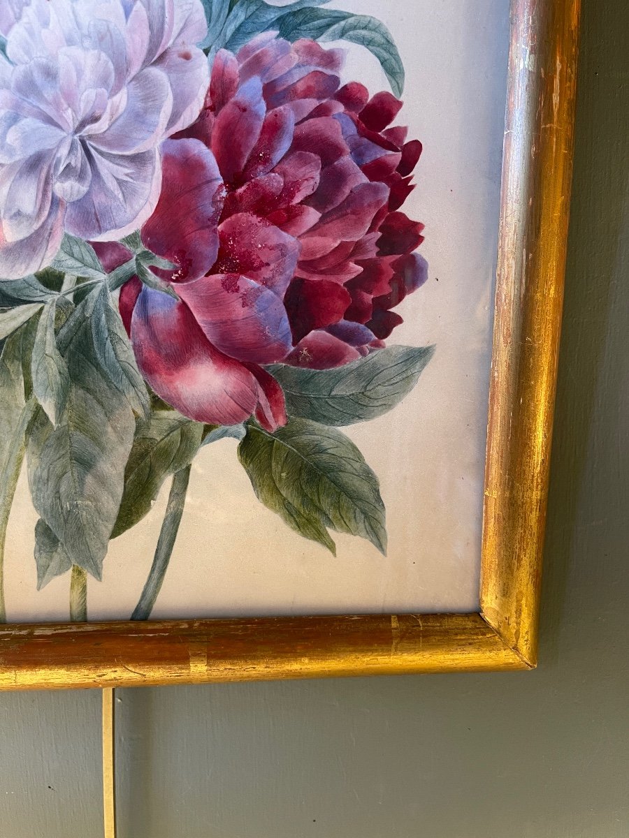 Pivoines Sur Papier V&eacute;lin, Aquarelle XIX&egrave;me-photo-4