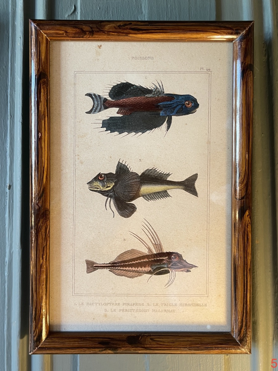 Gravures De Poissons XIXème De Leclerc De Buffon, Vendu à L'unité-photo-2