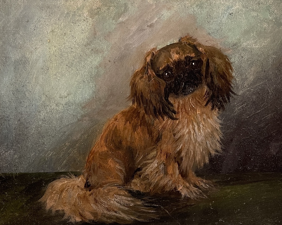 Le P&eacute;kinois, portrait de chien-photo-2
