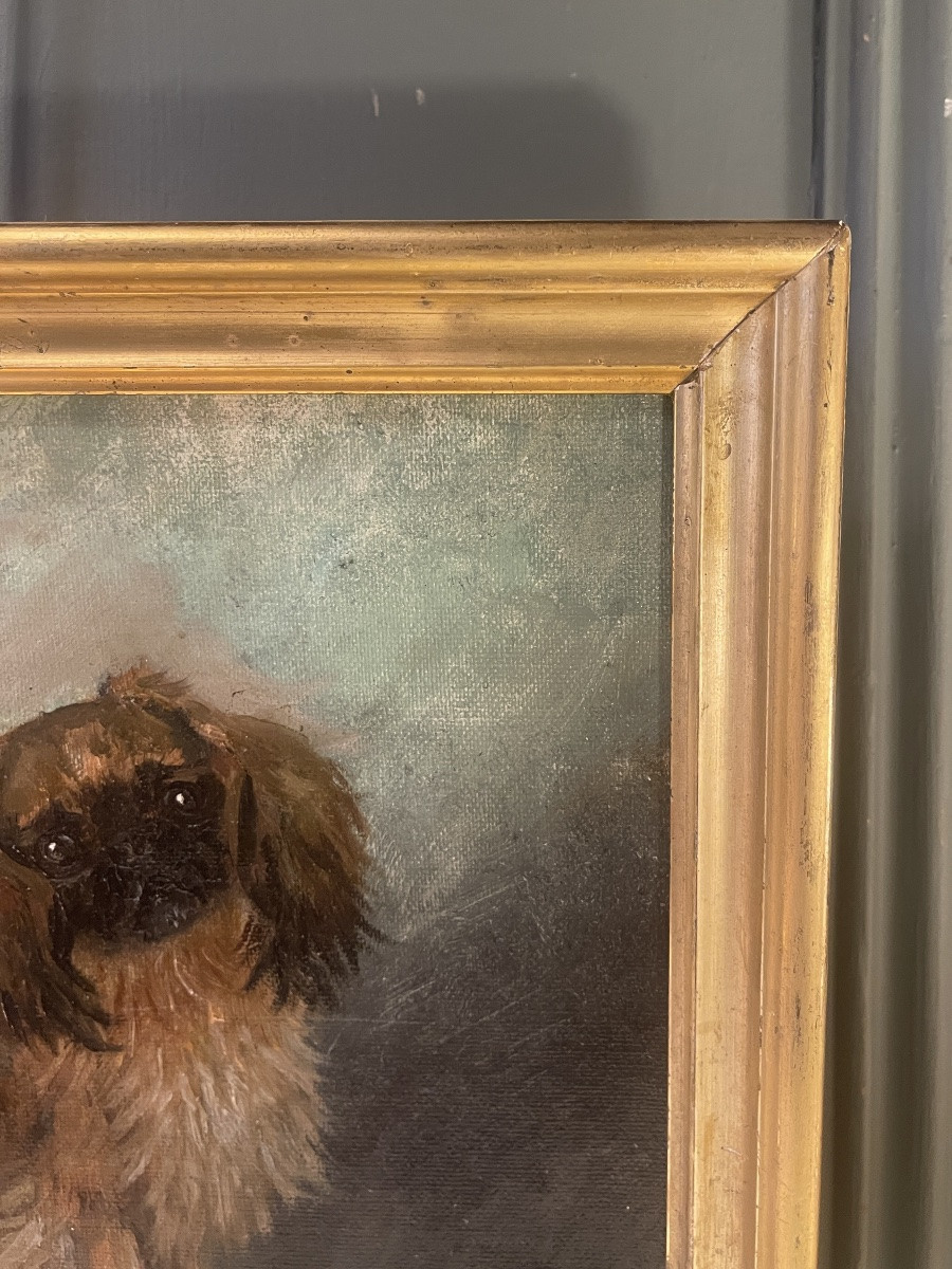 Le P&eacute;kinois, portrait de chien-photo-4