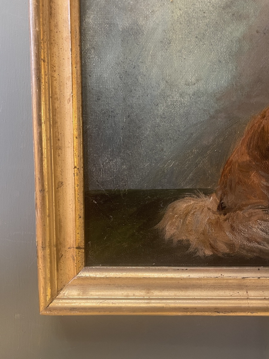 Le P&eacute;kinois, portrait de chien-photo-2