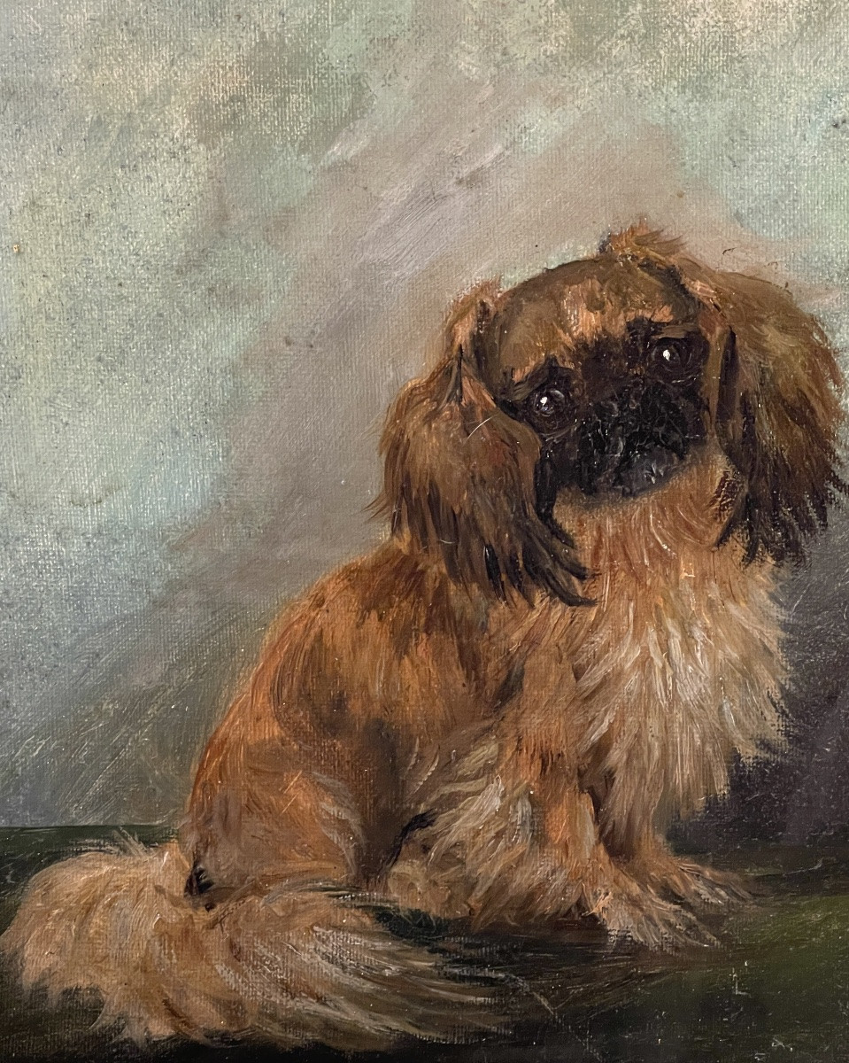 Le P&eacute;kinois, portrait de chien-photo-3