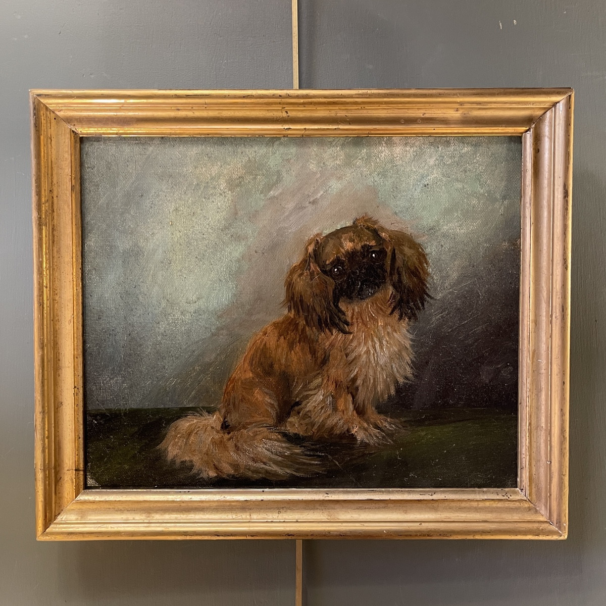 Le P&eacute;kinois, portrait de chien