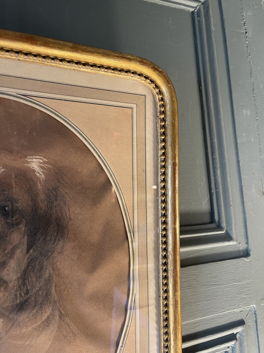 Portrait Of A Dog By Vincent-anglade-photo-4