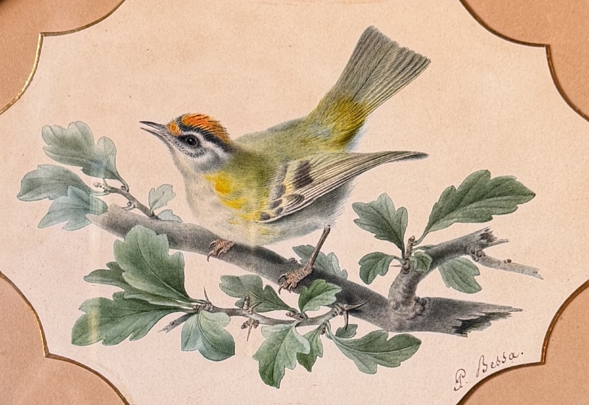 Roitelet de Madère de Pancrace Bessa, Aquarelle d'oiseau XIXème-photo-2