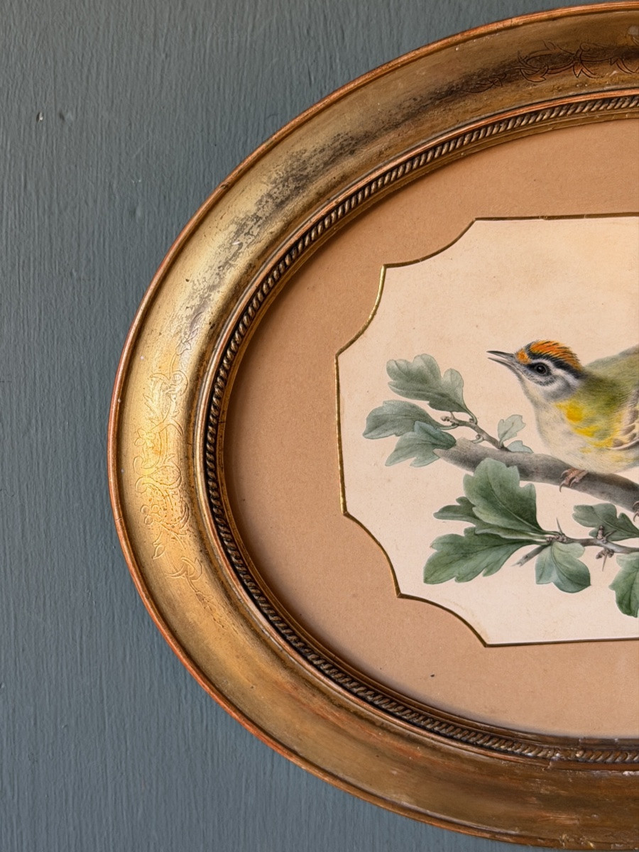 Roitelet de Madère de Pancrace Bessa, Aquarelle d'oiseau XIXème-photo-3