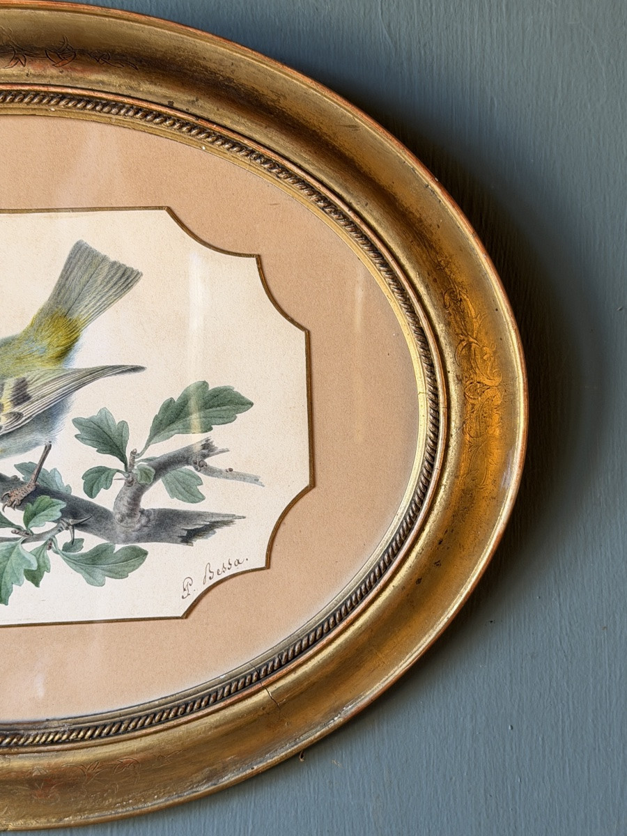 Roitelet de Madère de Pancrace Bessa, Aquarelle d'oiseau XIXème-photo-4