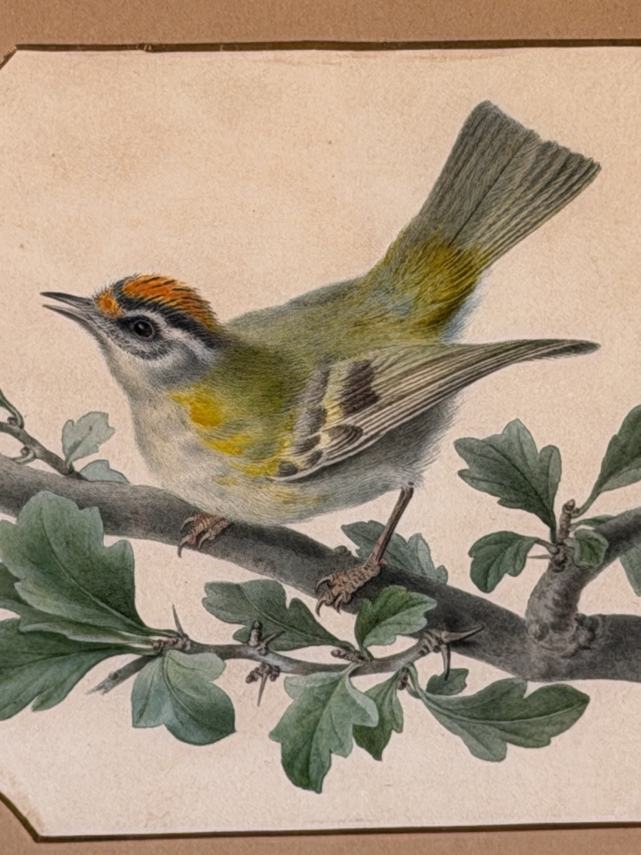 Roitelet de Madère de Pancrace Bessa, Aquarelle d'oiseau XIXème-photo-1