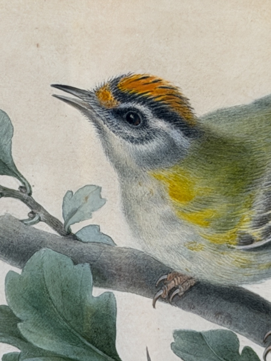 Roitelet de Madère de Pancrace Bessa, Aquarelle d'oiseau XIXème-photo-2