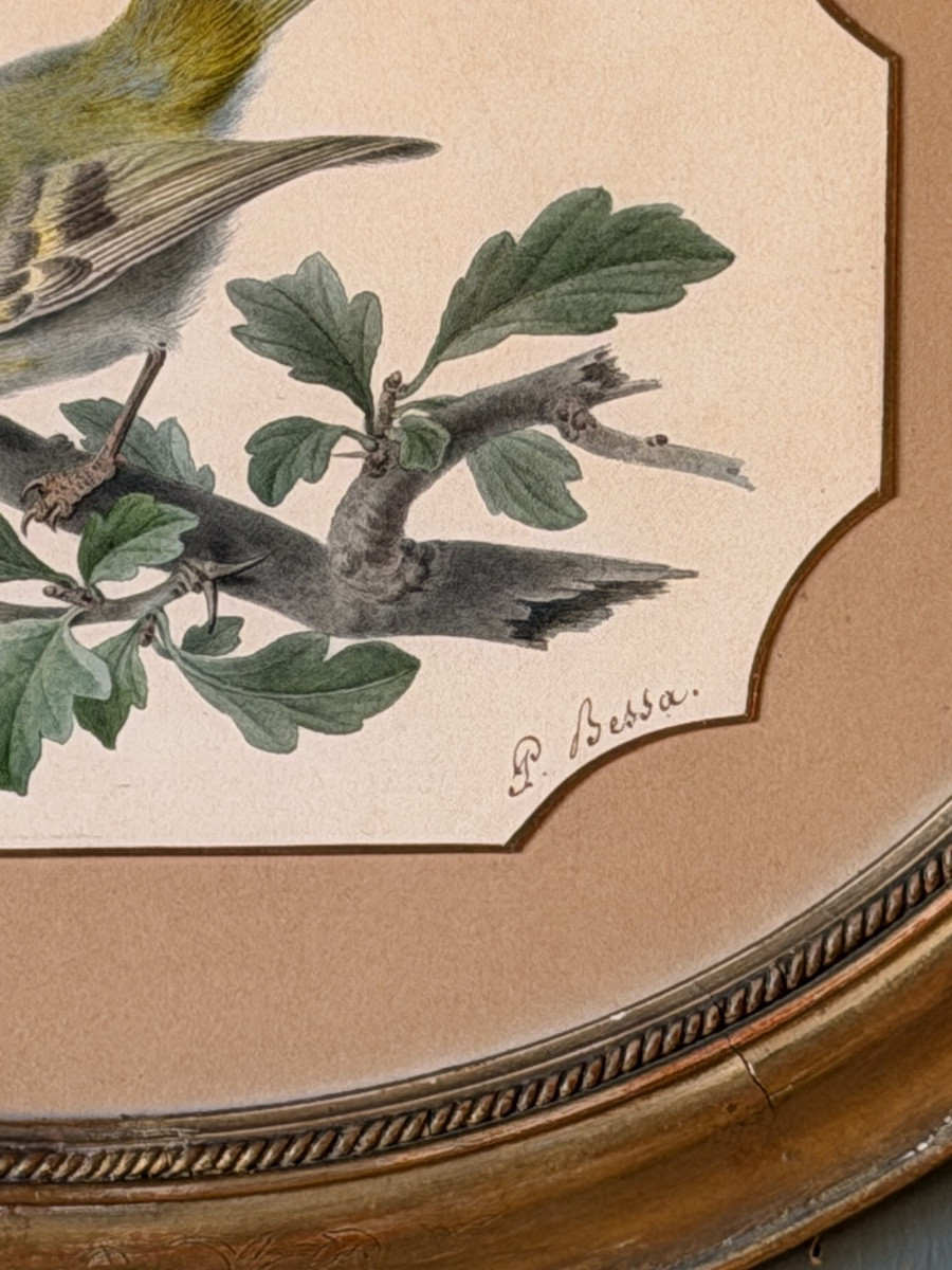 Roitelet de Madère de Pancrace Bessa, Aquarelle d'oiseau XIXème-photo-3