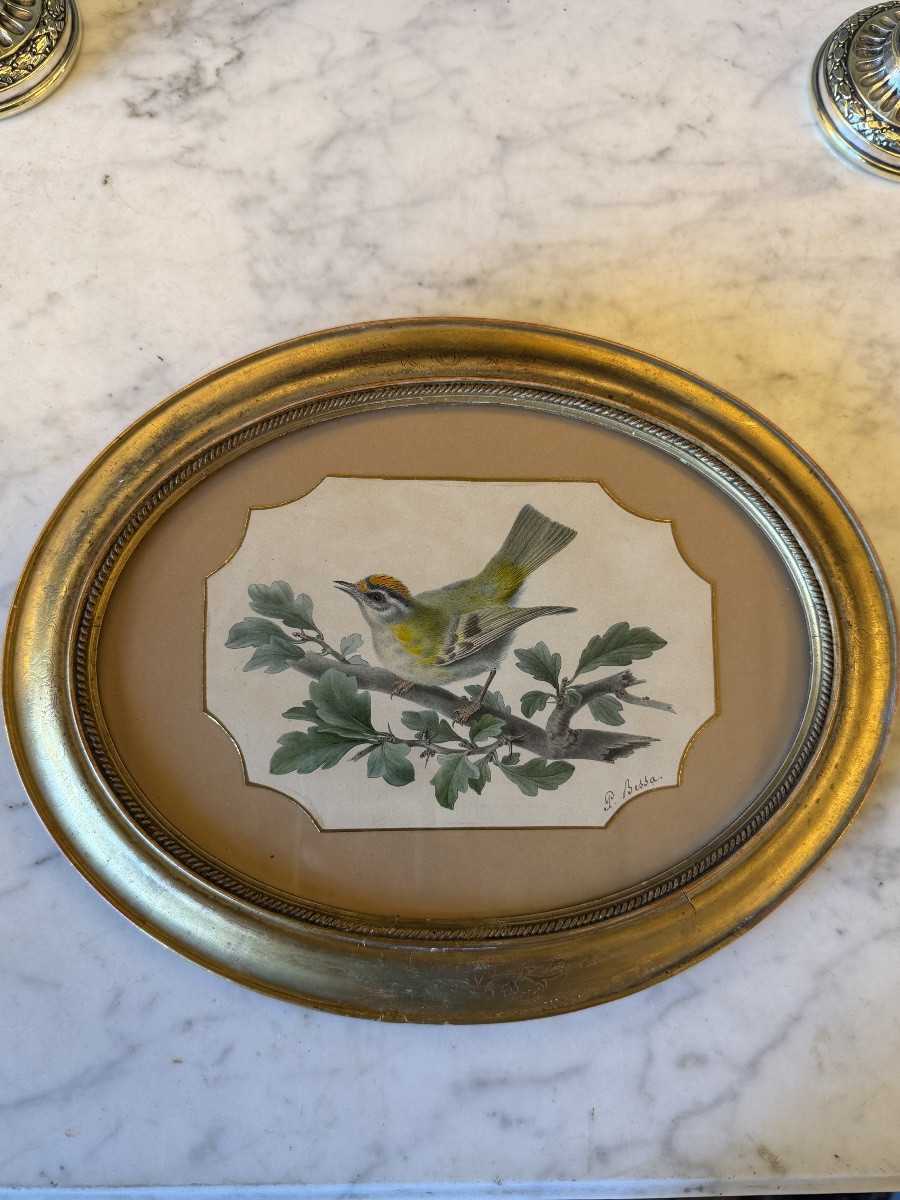 Roitelet de Madère de Pancrace Bessa, Aquarelle d'oiseau XIXème-photo-4