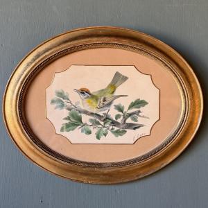 Roitelet de Madère de Pancrace Bessa, Aquarelle d'oiseau XIXème